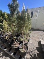 Pine Trees, 3-Gal, Qty 8