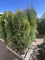 Emerald Green Arborvitae, 5-Gal, Qty 9