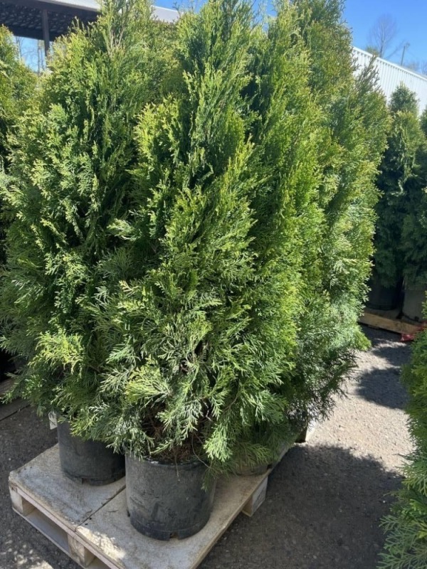 Emerald Green Arborvitae, 5-Gal, Qty 6