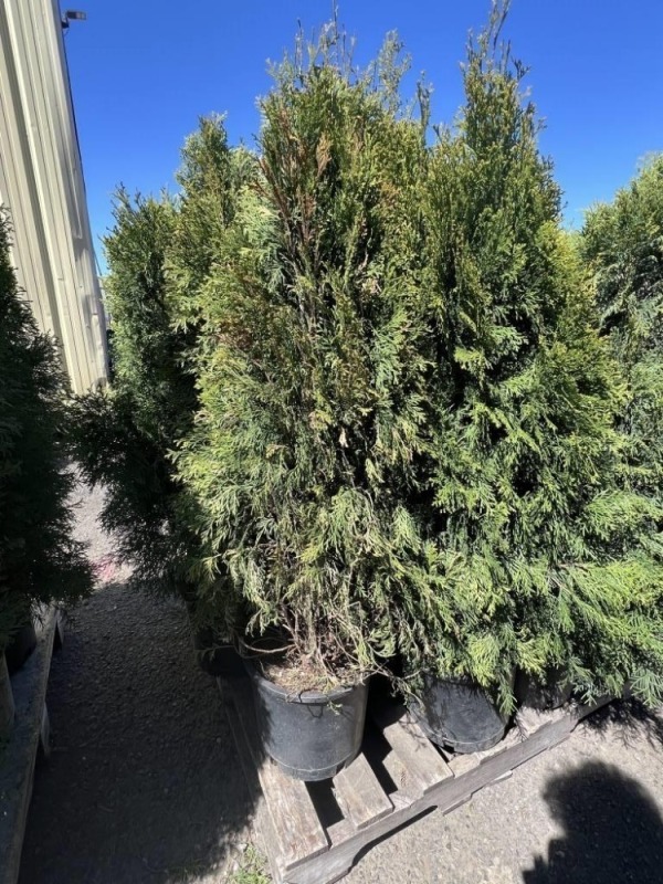 Emerald Green Arborvitae, 5-Gal, Qty 12