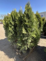 Emerald Green Arborvitae, 5-Gal, Qty 9