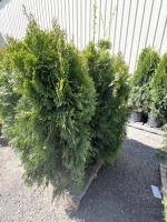 Emerald Green Arborvitae, 5-Gal, Qty 9