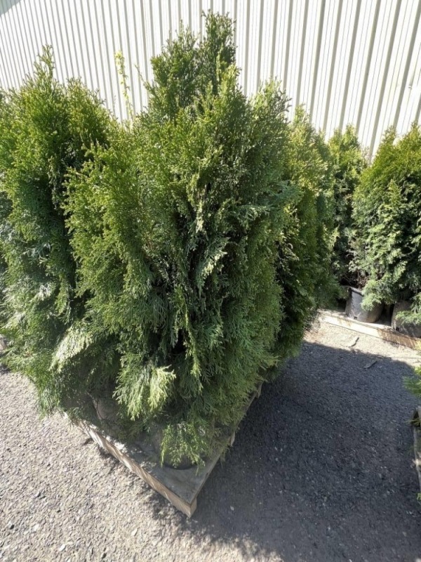 Emerald Green Arborvitae, 5-Gal, Qty 9