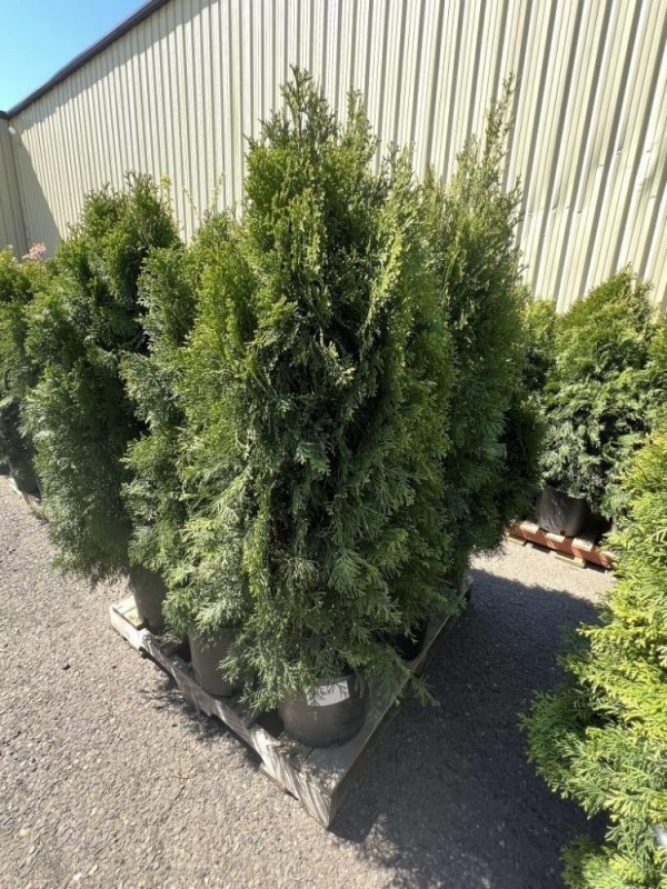 Emerald Green Arborvitae, 5-Gal, Qty 9