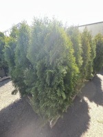 Emerald Green Arborvitae, 5-Gal, Qty 12