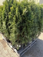 Emerald Green Arborvitae, 5-Gal, Qty 12