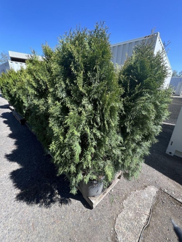 Emerald Green Arborvitae, 5-Gal, Qty 12