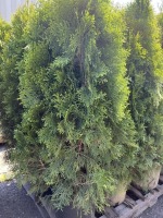 Emerald Green Arborvitae, 5-Gal, Qty 12