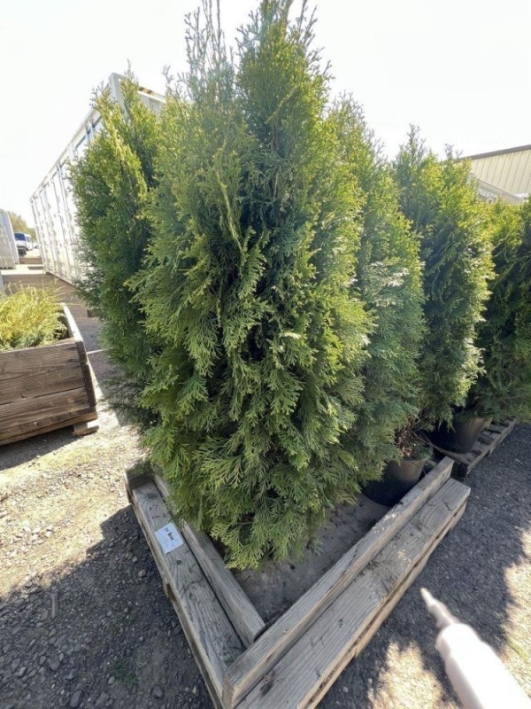 Emerald Green Arborvitae, 5-Gal, Qty 6