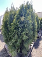 Emerald Green Arborvitae, 5-Gal, Qty 8