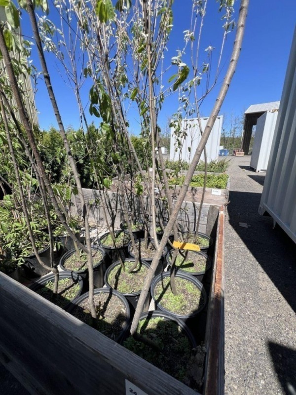 Rainbow Serviceberry, 3-Gal, Qty 12