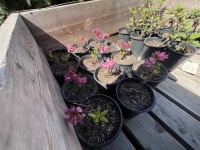 Landmark Rhododendron, 1-Gal, Qty 12