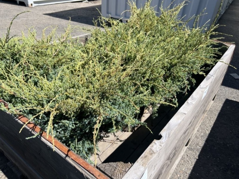 Holger Juniper, 3-Gal, Qty 8