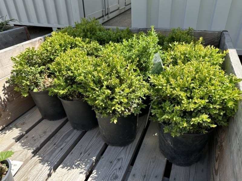 Green Velvet Boxwood, 3-Gal, Qty 12