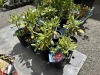 Nova Zembla Rhododendron Qty: 8 - 2