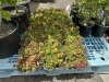 Seedum Mix Color Splash Tiles Qty:6 - 2