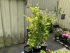 Vine Maple Qty: 3 - 2