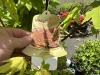 Vine Maple Qty: 3 - 3