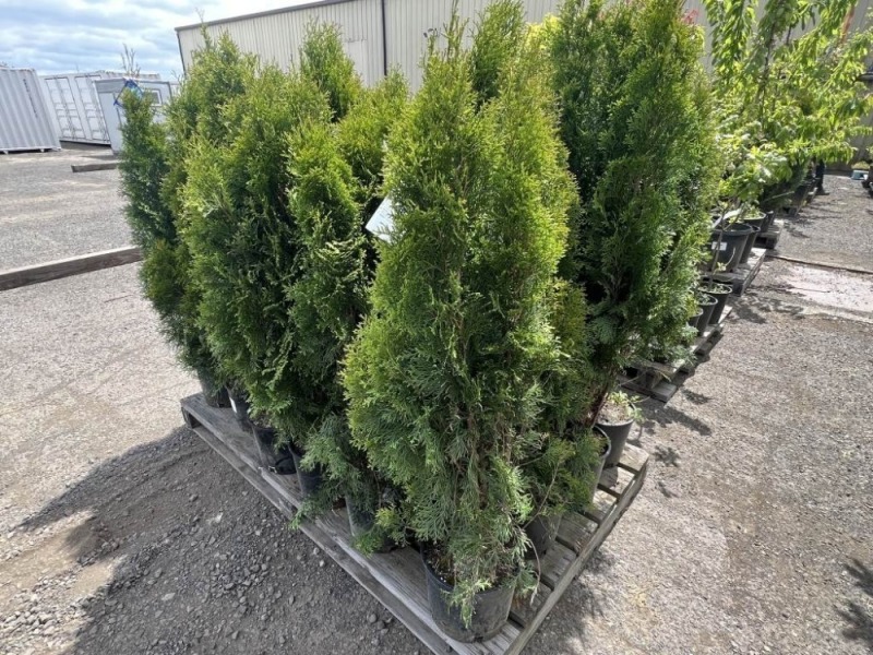 Emerald Green Arborvitas Qty: 24