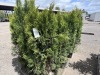 Emerald Green Arborvitas Qty: 24 - 2