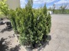 Emerald Green Arborvitas Qty: 24 - 3