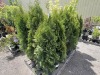 Emerald Green Arborvitas Qty: 24 - 4