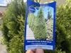 Emerald Green Arborvitas Qty: 24 - 5