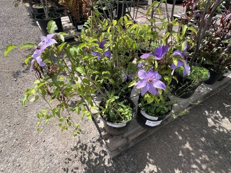 Clematis Qty: 4