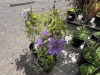 Clematis Qty: 4 - 2