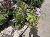 Clematis Qty: 4 - 3