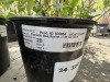 Clematis Qty: 4 - 4