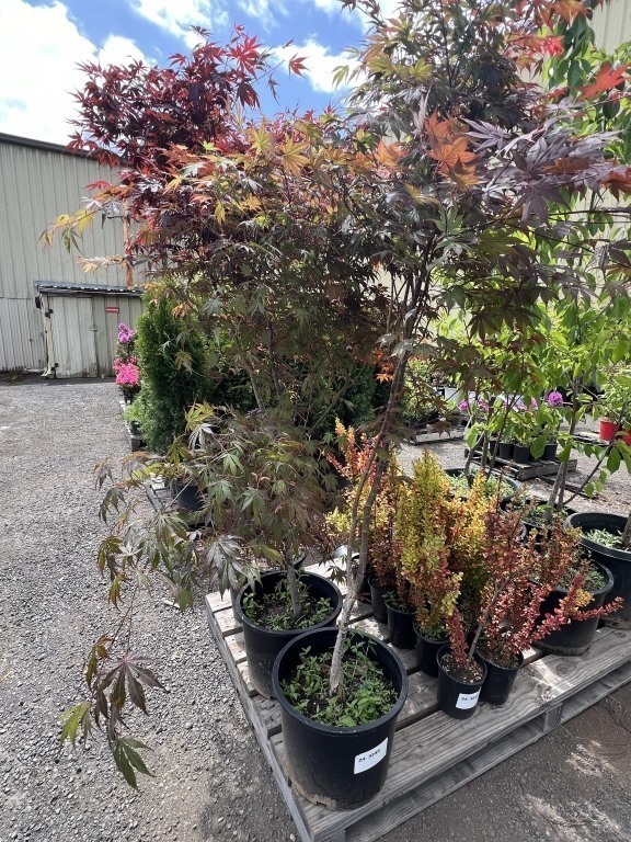 Upright Japanese Maple Qty: 3