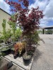 Upright Japanese Maple Qty: 3 - 2