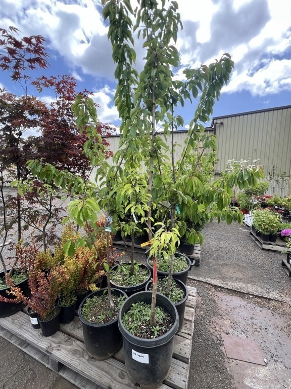 Assorted Cherry & Pear Trees Qty: 5