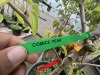 Assorted Cherry & Pear Trees Qty: 5 - 3