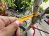 Assorted Cherry & Pear Trees Qty: 5 - 4