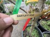 Assorted Cherry & Pear Trees Qty: 5 - 5