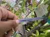 Assorted Cherry & Pear Trees Qty: 5 - 6