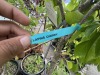 Assorted Cherry & Pear Trees Qty: 5 - 7