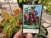 Assorted Cherry & Pear Trees Qty: 5 - 8