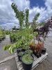 Assorted Cherry & Pear Trees Qty: 5 - 9