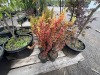 Orange Torch Barberry qty:12 - 2