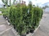 Emerald Green Arbrivatas Qty: 24 - 2