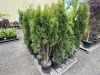 Emerald Green Arbrivatas Qty: 24 - 3