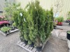 Emerald Green Arbrivatas Qty: 24 - 4