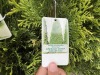 Emerald Green Arbrivatas Qty: 24 - 5