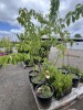 Cherry Trees Qty: 3