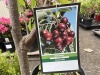 Cherry Trees Qty: 3 - 3