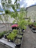 Cherry Trees Qty: 3 - 5