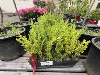 Green Mountain Boxwood Qty: 58